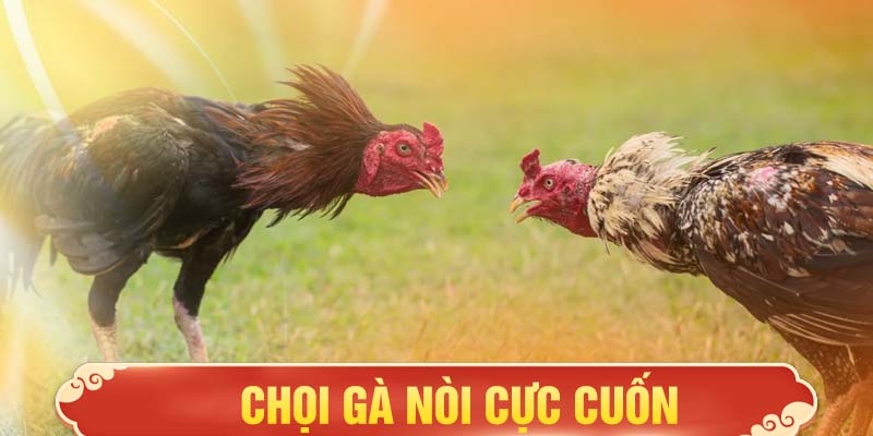 Chọi gà nòi cực cuốn