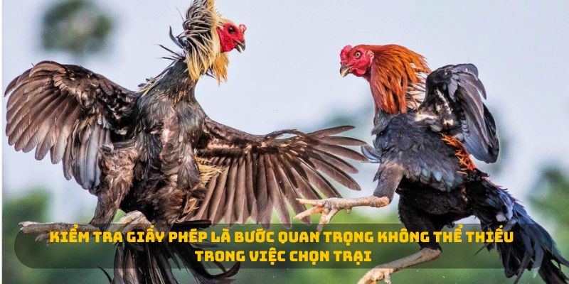 Kiểm tra giấy phép là bước quan trọng không thể thiếu trong việc chọn trại 