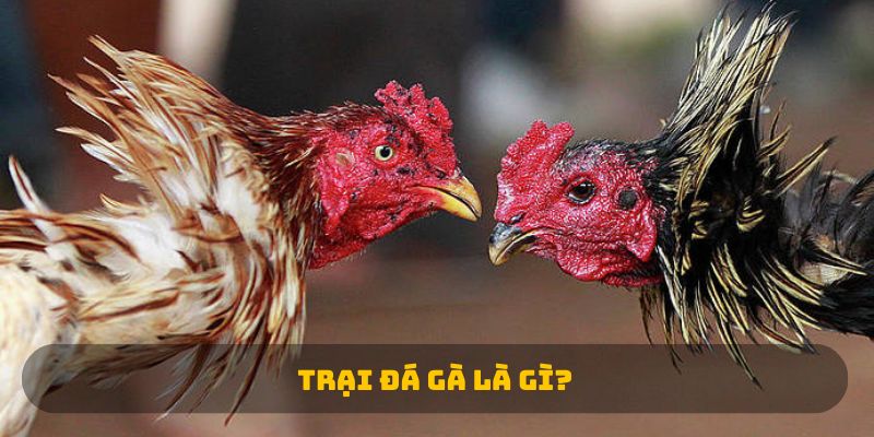 Trại đá gà là gì? 